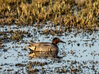 Anas crecca 66, Wintertaling, adult male, Saxifraga-Theo Verstrael