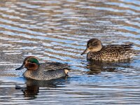 Anas crecca 67, Wintertaling, adult pair, Saxifraga-Theo Verstrael