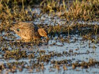 Anas crecca 70, Wintertaling, adult female, Saxifraga-Theo Verstrael