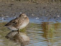Anas crecca 74, Wintertaling, adult female, Saxifraga-Theo Verstrael