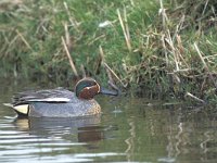 Anas crecca 1, male, Wintertaling, Saxifraga-Piet Munsterman