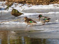 Wintertaling  wintertalingen bij Vogeleiland Stadsweiden te Harderwijk : Anas crecca