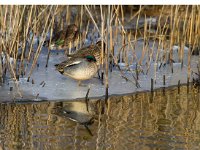 Wintertaling  wintertalingen bij Vogeleiland Stadsweiden te Harderwijk : Anas crecca