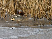 Wintertaling  wintertaling bij Vogeleiland Stadsweiden te Harderwijk : Anas crecca