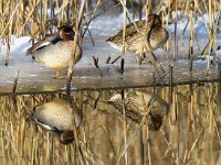 Wintertaling  wintertaling bij Vogeleiland Stadsweiden te Harderwijk : Anas crecca