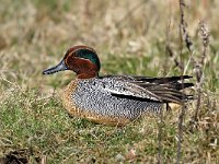 Anas crecca 3, male, Wintertaling, Saxifraga-Piet Munsterman