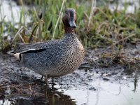 Anas crecca 39, Wintertaling, Saxifraga-Luuk Vermeer