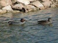 Anas crecca 4, pair, Wintertaling, Saxifraga-Jan van der Straaten