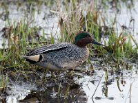 Anas crecca 43, Wintertaling, Saxifraga-Luuk Vermeer