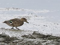 Anas crecca 57, Wintertaling, Saxifraga-Tom Heijnen