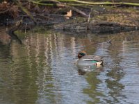 Wintertaling  Wintertaling in de Weibeek : Anas crecca