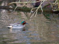 Wintertaling  Wintertaling in de Weibeek : Anas crecca