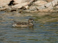 Anas penelope 1, Smient, female, Saxifraga-Jan van der Straaten