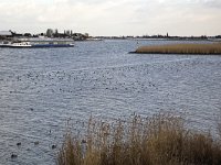 Eurasian Wigeons (Anas penelope) resting on Dutch river Lek with tanker in background, South-Holland, Netherlands  Eurasian Wigeons (Anas penelope) resting on Dutch river Lek with tanker in background, South-Holland, Netherlands : Ana penelope, Dutch, Eurasian Wigeon, Holland, Netherlands, reed, river, rural landscape, stream, water, winter, avifauna, bird, Europe, European, fauna, Lek, many, Rhine, waterbird, waterfowl, Wigeon, wildfowl, wintertime