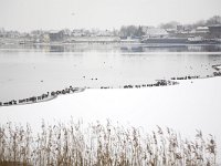 Waterwild op rand van ijs  Waterfowl, mainly Eurasian Wigeons (Anas penelope), resting on the edge of ice in the river Meuse, Brakel, Gelderland, Netherlands : Afgedamde Maas, Anas penelope, avifauna bird, cold frost freeze, color, colour, Dutch, Eurasian Wigeon, Europe European, fauna bird, Holland, horizontal, Meuse, Netherlands, river, rural landscape, snow snowy, stream, water, waterfowl wildfowl, white, winter