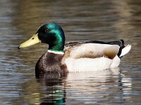 Anas platyrhynchos 100, Wilde eend, Saxifraga-Bart Vastenhouw