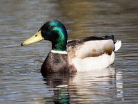 Anas platyrhynchos 101, Wilde eend, Saxifraga-Bart Vastenhouw