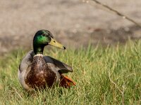 Anas platyrhynchos 103, Wilde eend, adult male, Saxifraga-Theo Verstrael