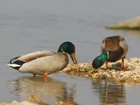 Anas platyrhynchos 104, Wilde eend, adult male, Saxifraga-Theo Verstrael