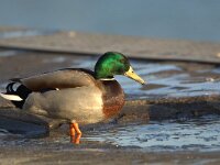 Anas platyrhynchos 107, Wilde eend, adult male, Saxifraga-Theo Verstrael