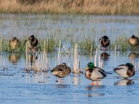 Anas platyrhynchos 109, Wilde eend, adult pair, Saxifraga-Theo Verstrael