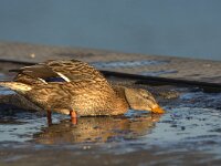 Anas platyrhynchos 112, Wilde eend, adult female, Saxifraga-Theo Verstrael