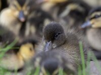 Anas platyrhynchos 117, Wilde eend, Saxifraga-Luc Hoogenstein : wilde eend