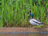 Anas platyrhynchos 120, Wilde eend, Saxifraga-Tom Heijnen