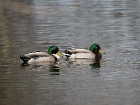 Anas platyrhynchos 49, Wilde eend, Saxifraga-Luuk Vermeer