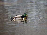 Anas platyrhynchos 50, Wilde eend, Saxifraga-Luuk Vermeer