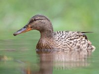 Anas platyrhynchos 58, Wilde eend, Saxifraga-Luuk Vermeer