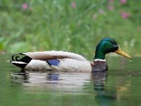 Anas platyrhynchos 71, Wilde eend, Saxifraga-Luuk Vermeer