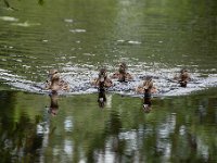 Anas platyrhynchos 75, Wilde eend, Saxifraga-Luuk Vermeer