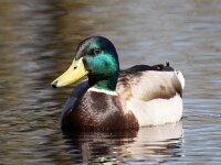 Anas platyrhynchos 99, Wilde eend, Saxifraga-Bart Vastenhouw