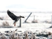 Anser albifrons 36, Kolgans, adult, Saxifraga-Theo Verstrael