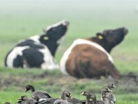 Anser albifrons 43, Kolgans, adult, Saxifraga-Theo Verstrael