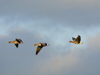 Anser albifrons 44, Kolgans, adult, Saxifraga-Theo Verstrael