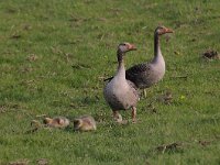 Anser anser 77, Grauwe gans, Saxifraga-Luuk Vermeer