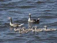 Anser anser 85, Grauwe gans, Saxifraga-Willem van Kruijsbergen