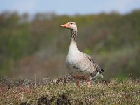 Anser anser 90, Grauwe gans, Saxifraga-Hans Dekker