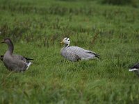 Anser indicus 14, Indische gans, Saxifraga-Luuk Vermeer