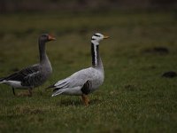 Anser indicus 22, Indische gans, Saxifraga-Luuk Vermeer