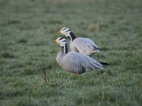 Anser indicus 23, Indische gans, Saxifraga-Luuk Vermeer