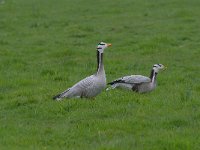 Anser indicus 25, Indische gans, Saxifraga-Luuk Vermeer