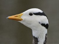 Anser indicus 12, Indische gans, Saxifraga-Ab H Baas