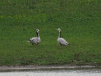 Anser indicus 13, Indische gans, Saxifraga-Henk Sierdsema