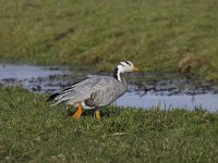 Anser indicus 16, Indische gans, Saxifraga-Luuk Vermeer