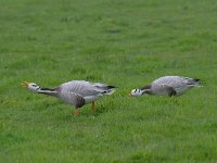 Anser indicus 24, Indische gans, Saxifraga-Luuk Vermeer