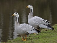 Anser indicus 7, Indische gans, Saxifraga-Ab H Baas