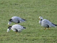 Anser indicus 8, Indische gans, Saxifraga-Ab H Baas